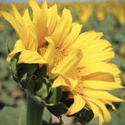 This is my best side