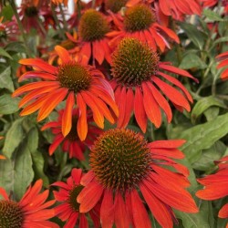 Coneflower