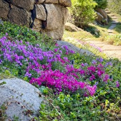 Spring flowers in Ohme Gardens