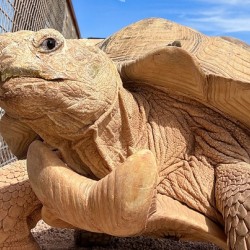 Arizona Tortoise