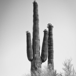Saguaro Dream in black and white -1