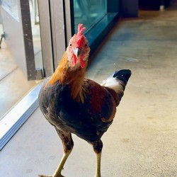 Hello can I help you 