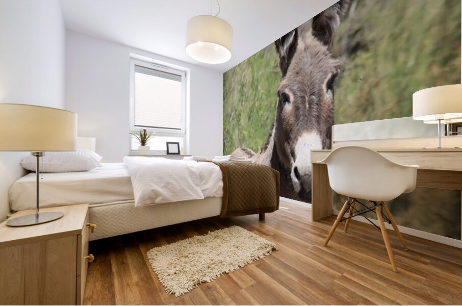 Wild donkey Parker Dam Arizona Mural print