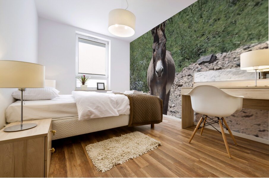Wild donkey stand off Mural print