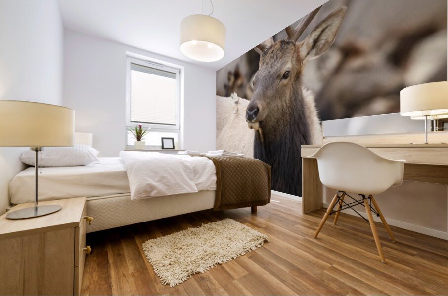 F3A5ABA5 DED2 4A0F 9CA3 F81AD213DC14 1 105 c Mural print