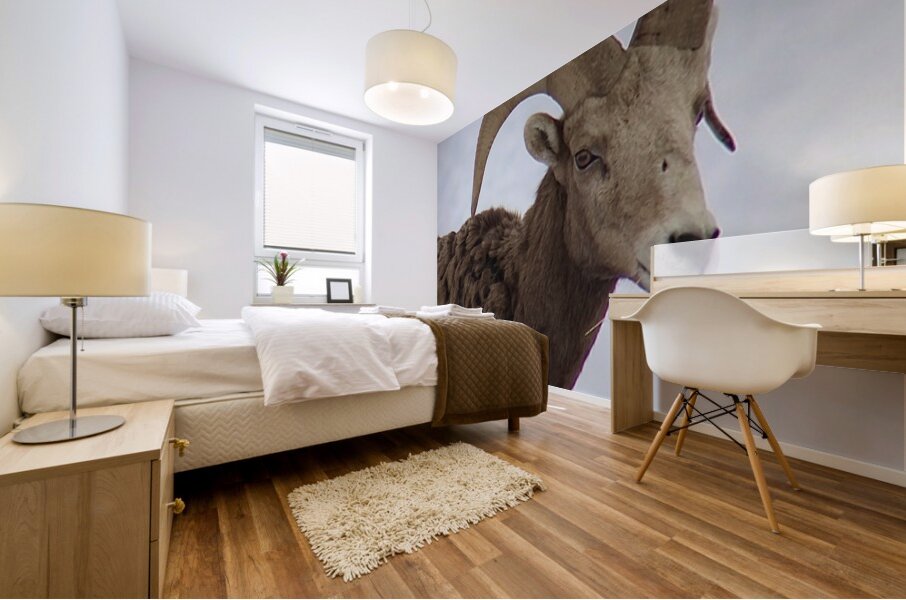 Big Horn Sheep Mural print