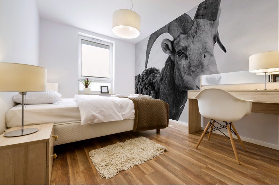 Big Horn Sheep B & W Mural print