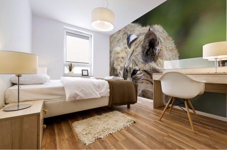 Bobcat -1 Mural print