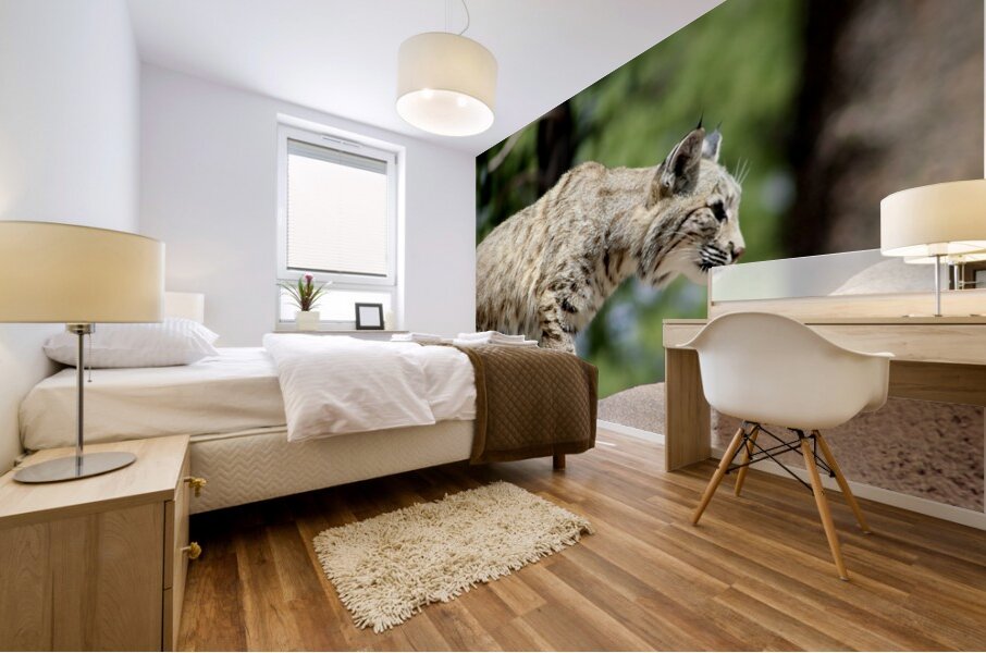 Bobcat -2 Mural print