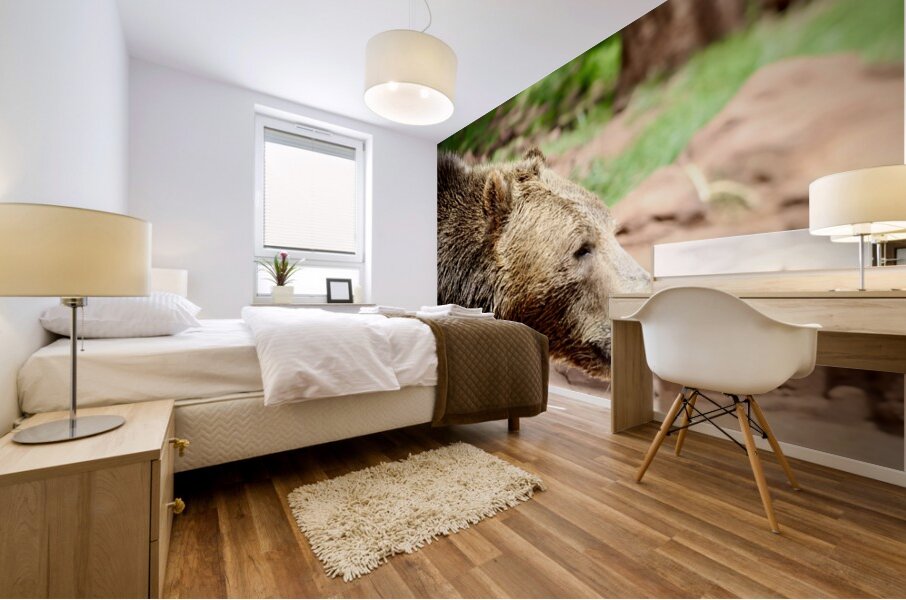 Brown Bear -1 Mural print