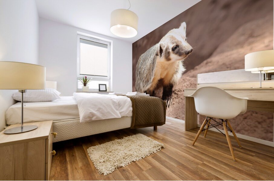 Badger -1 Mural print