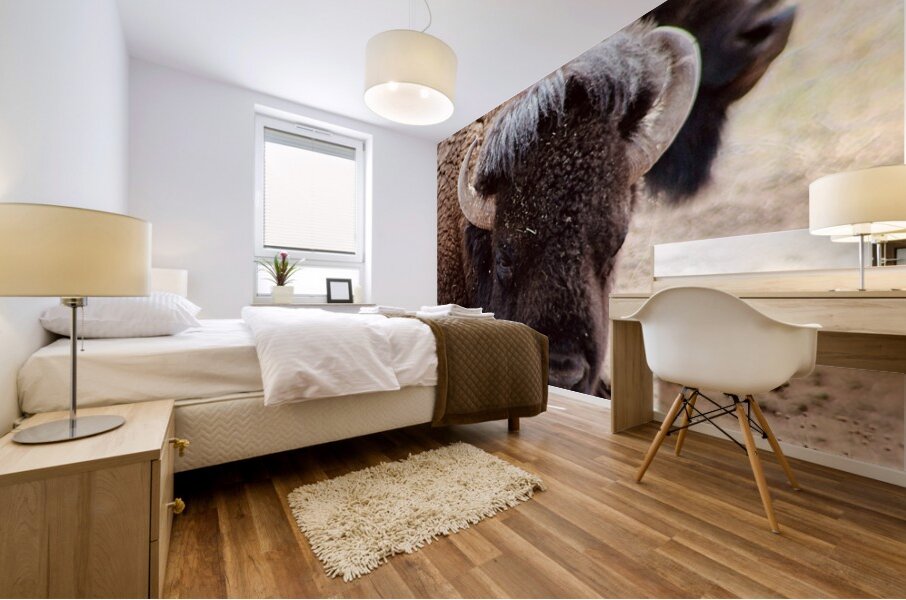 Bison in Arizona  Mural print