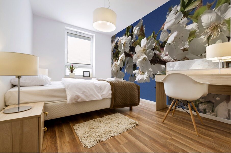 White Cherry Blossoms  -1 Mural print