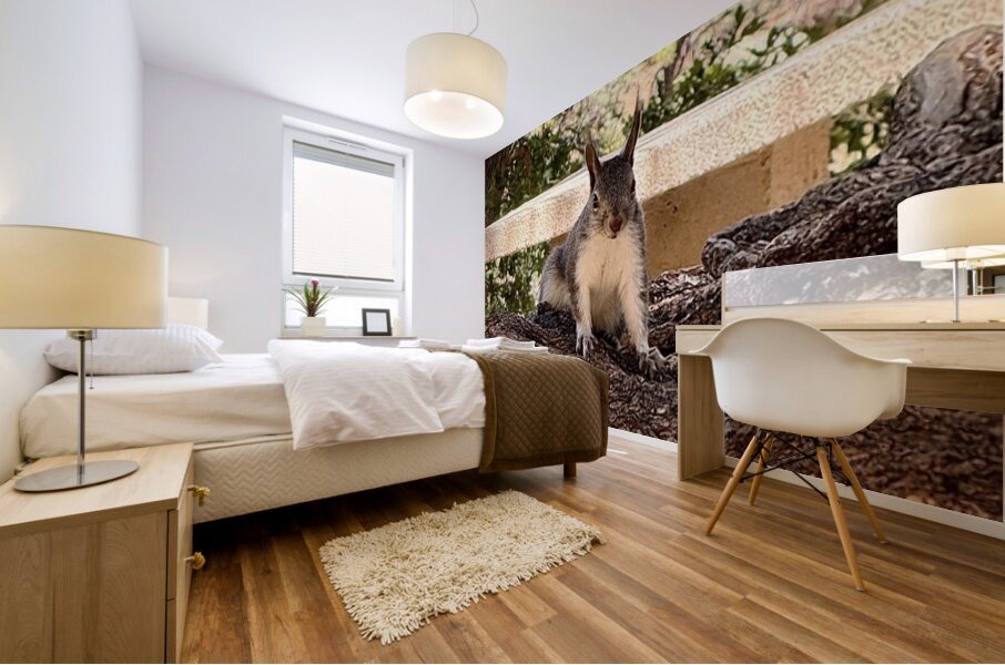 Albert’s Squirrel -2 Mural print