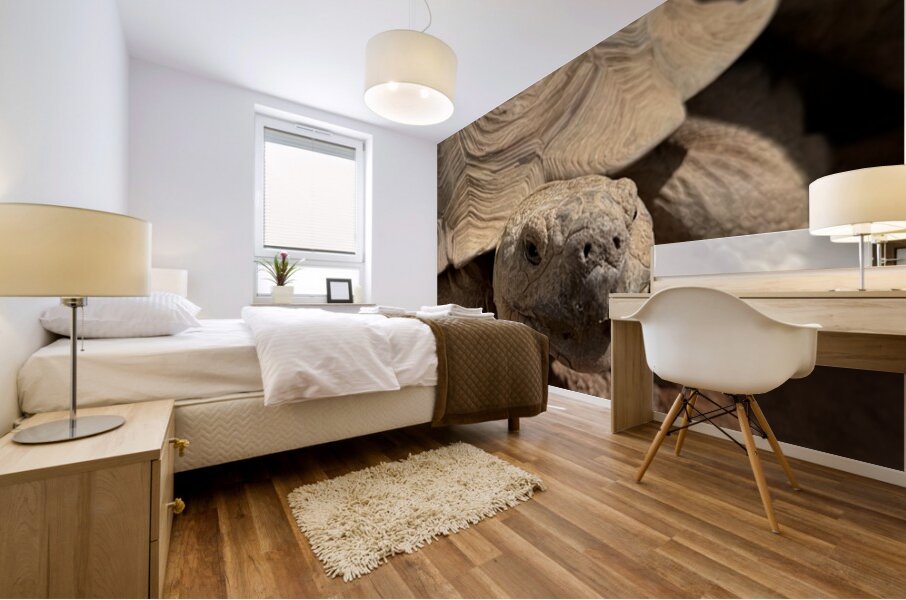 Happy Tortoise -2 Mural print