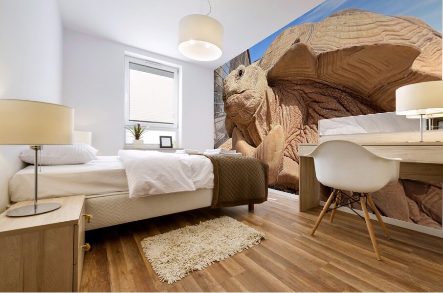 Arizona Tortoise Mural print