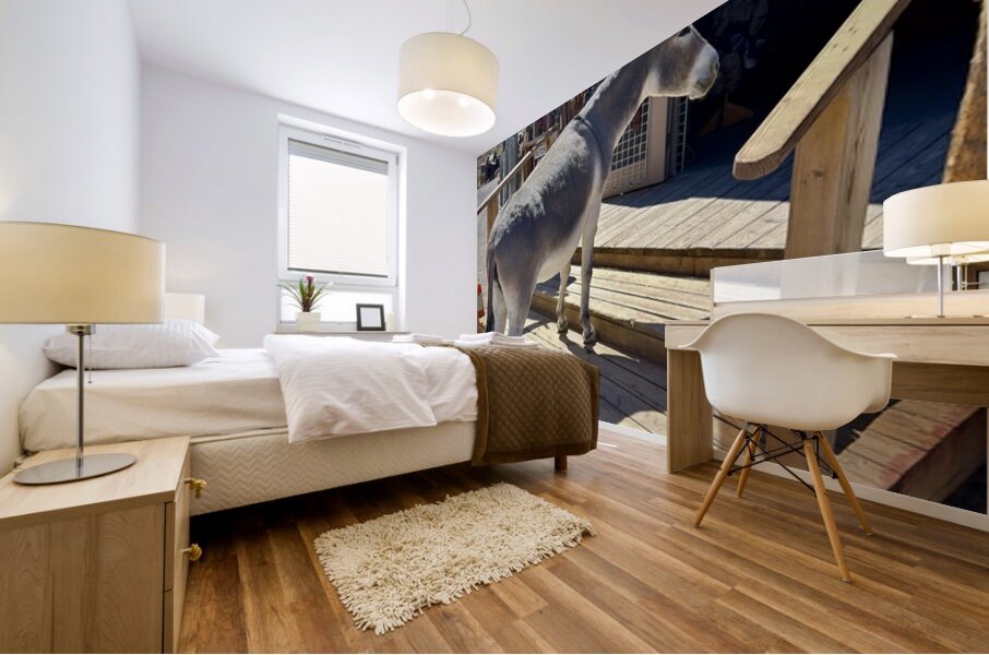 What’s on sale   Mural print