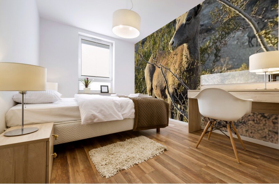Big Horn Sheep in the golden hour Mural print