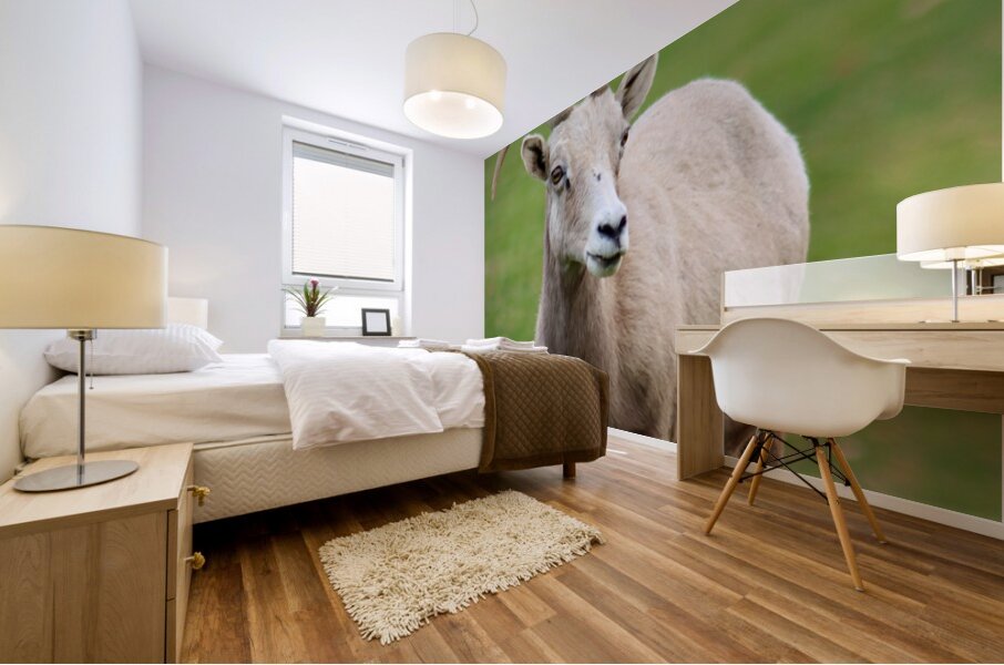 Bighorn Sheep - Nevada 1 Mural print