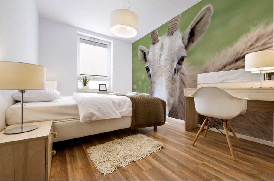 Bighorn Sheep - Nevada 2 Mural print