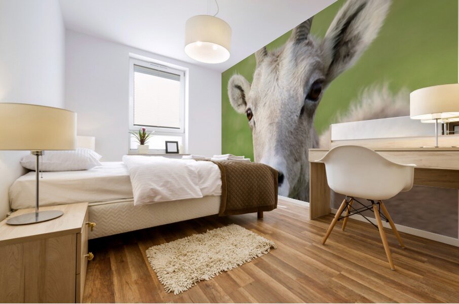 Bighorn Sheep - Heart nose ???? Mural print