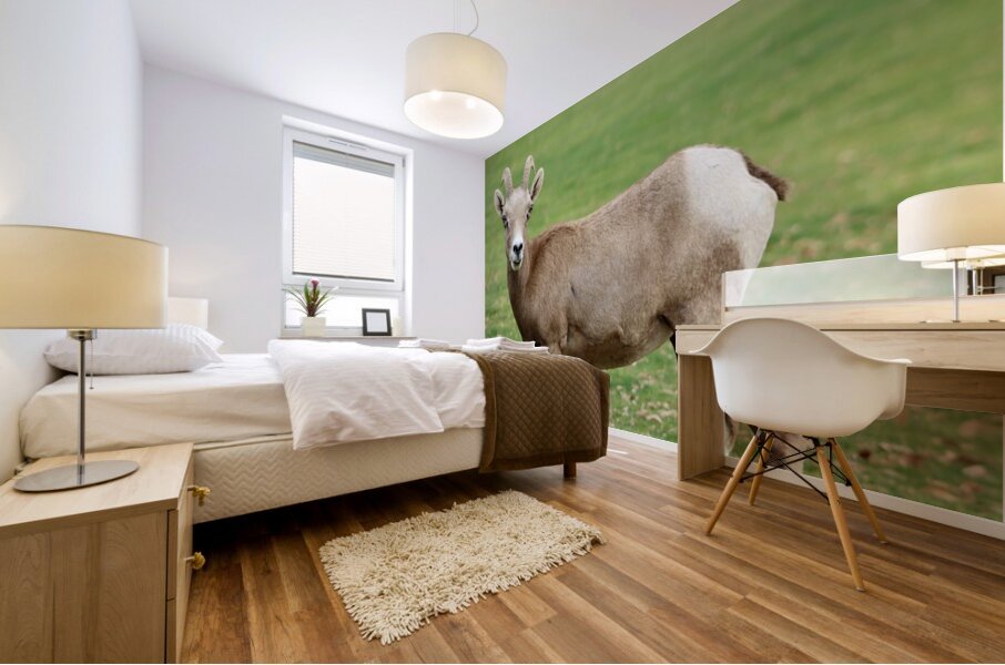 Bighorn Sheep - Nevada 3 Mural print