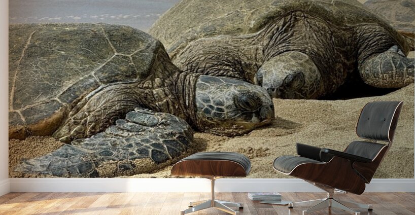 Turtle Couple Wall Murals