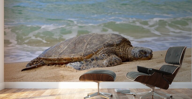 Maui Sea Turtle 1 Wall Murals