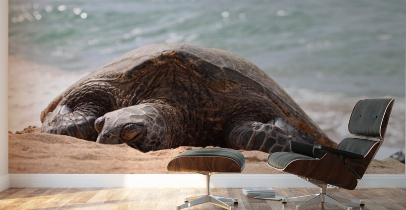 Maui Sea Turtle 2 Wall Murals