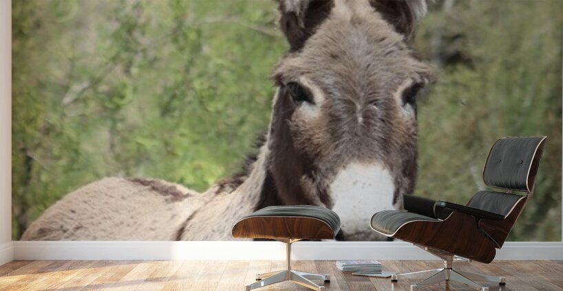 Wild donkey Parker Dam Arizona Wall Murals