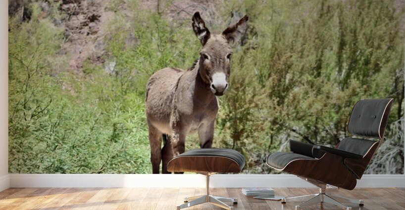Wild Donkey Parker Arizona Wall Murals