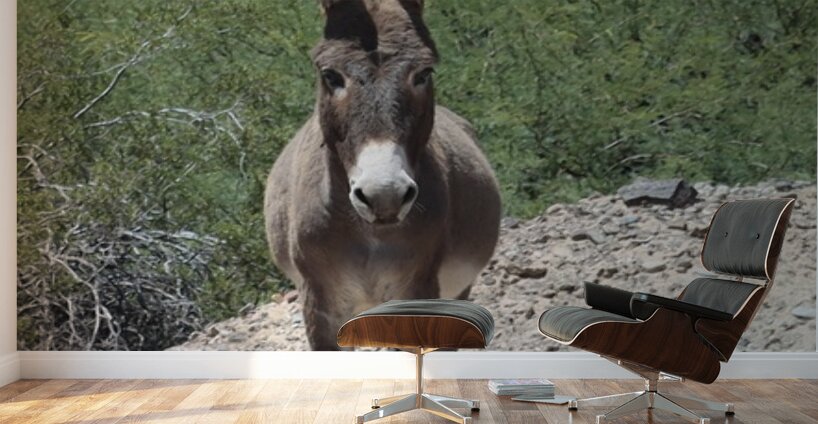 Wild donkey stand off Wall Murals