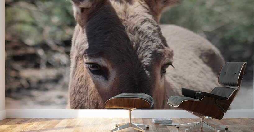 Split ear donkey Wall Murals