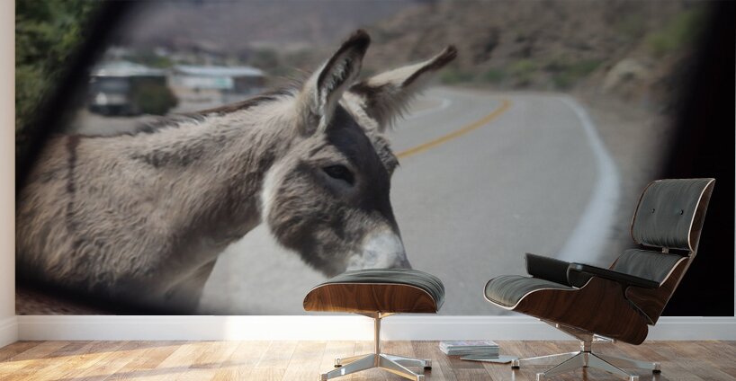 Donkeys in your mirror are closer than they appear Wall Murals