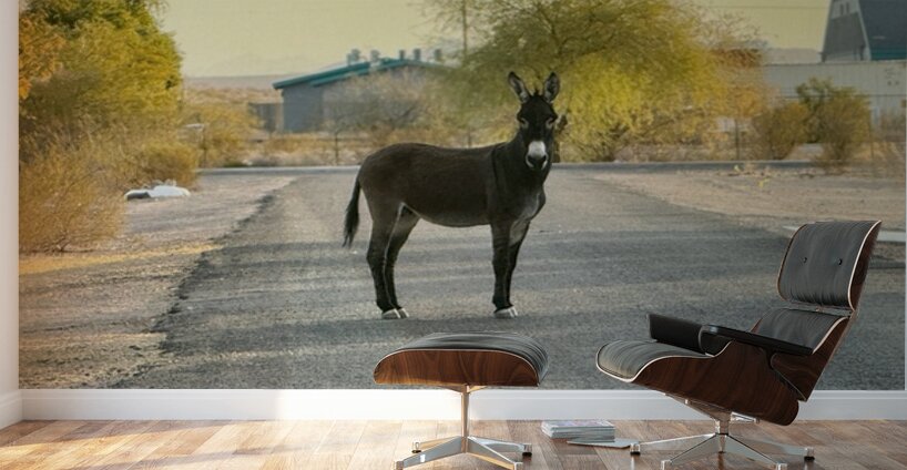 Donkey on my street Wall Murals
