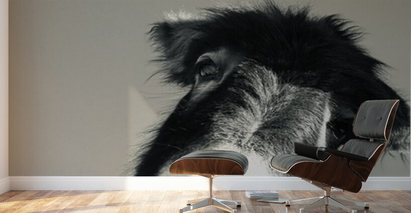 A burro named Stormy Wall Murals