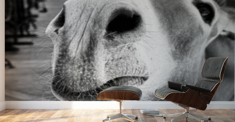 Give us a Kiss - black & white Wall Murals