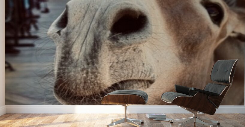 Give us a Kiss Wall Murals