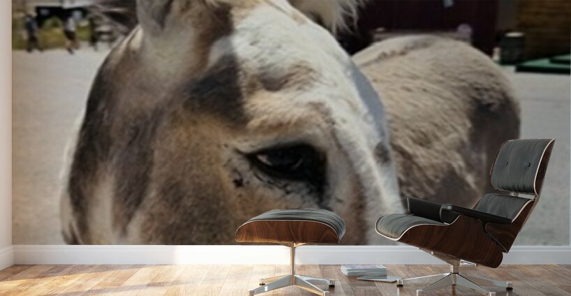 Oliver the Sheriff of Oatman -1 Wall Murals