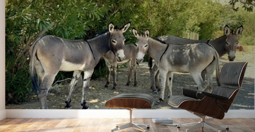 Lake Mohave Donkeys Wall Murals