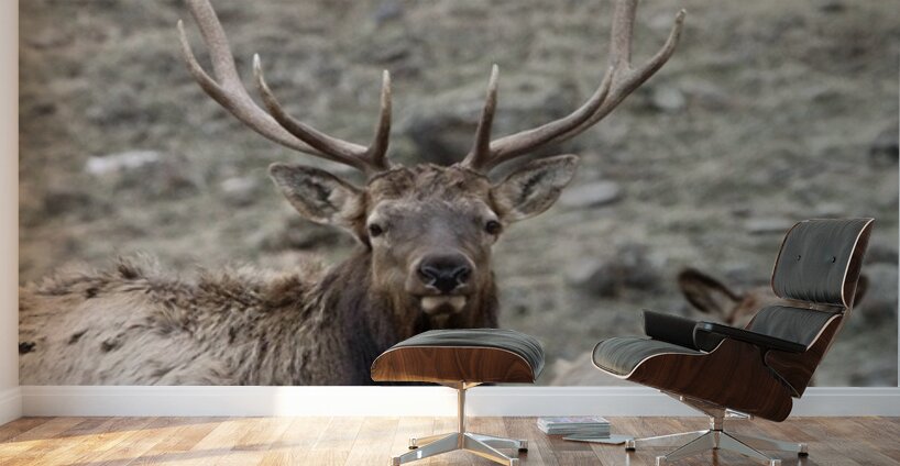 78E1B13B 4BAC 485E 8ACA 930D51ADAB08 1 105 c Wall Murals