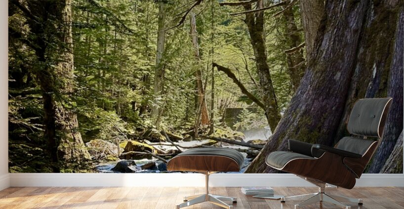 IMG 2451 Wall Murals