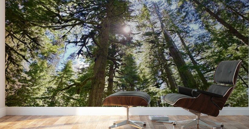 Tall Tall Trees Wall Murals