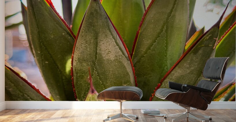 Agave Wall Murals