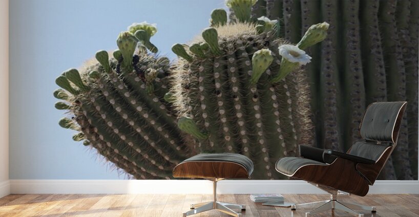 Saguaro blooms x 2 Wall Murals