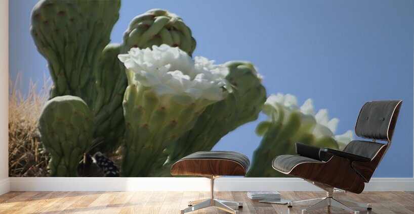 Saguaro Bloom Wall Murals