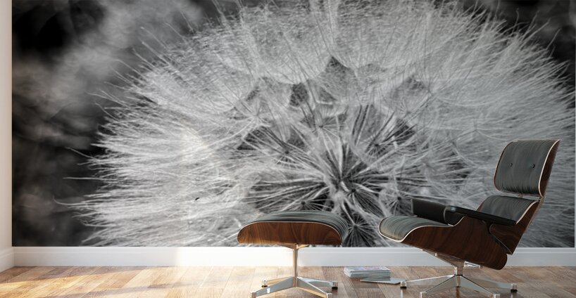 Dandelion Wall Murals