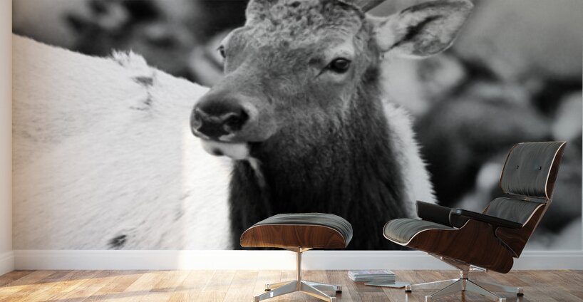Elk Wall Murals