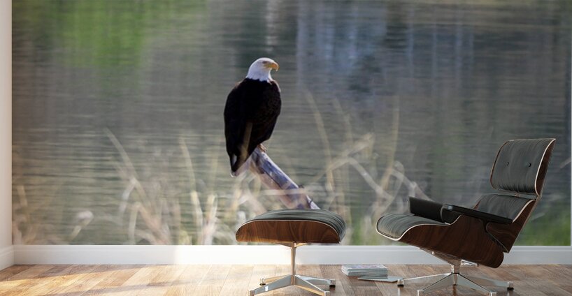 Bald Eagle on the Columbia Wall Murals