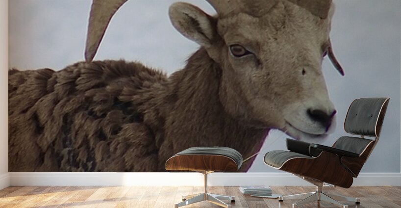 Big Horn Sheep Wall Murals